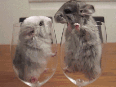 5.gif